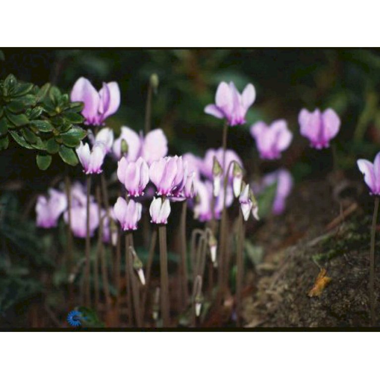 Alpeviol