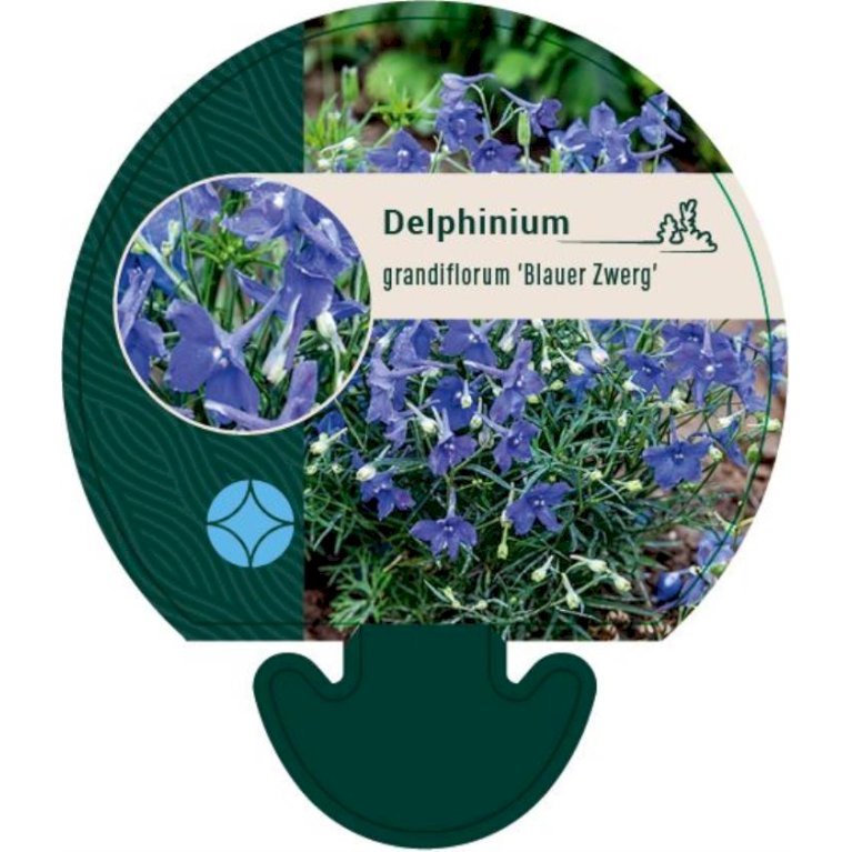 Ridderspore 'Blauer Zwerg'