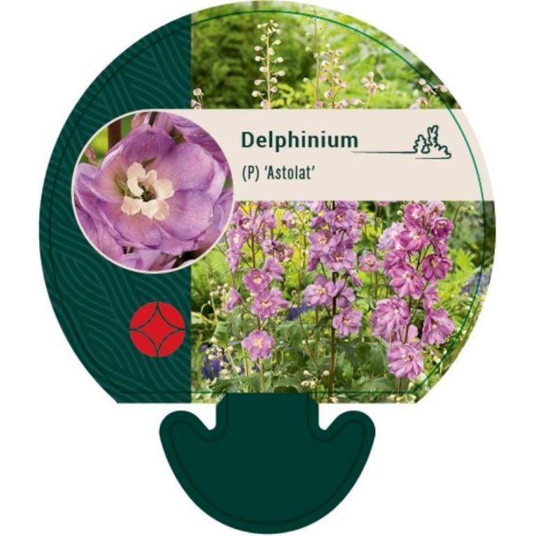 Ridderspore 'Astolat'