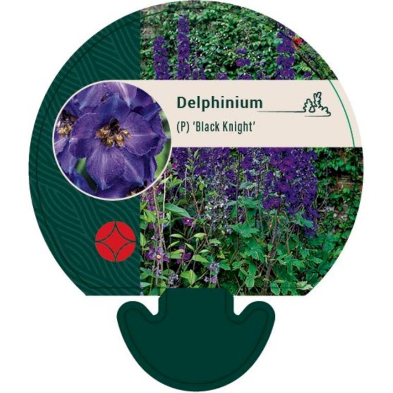 Ridderspore 'Black Knight'