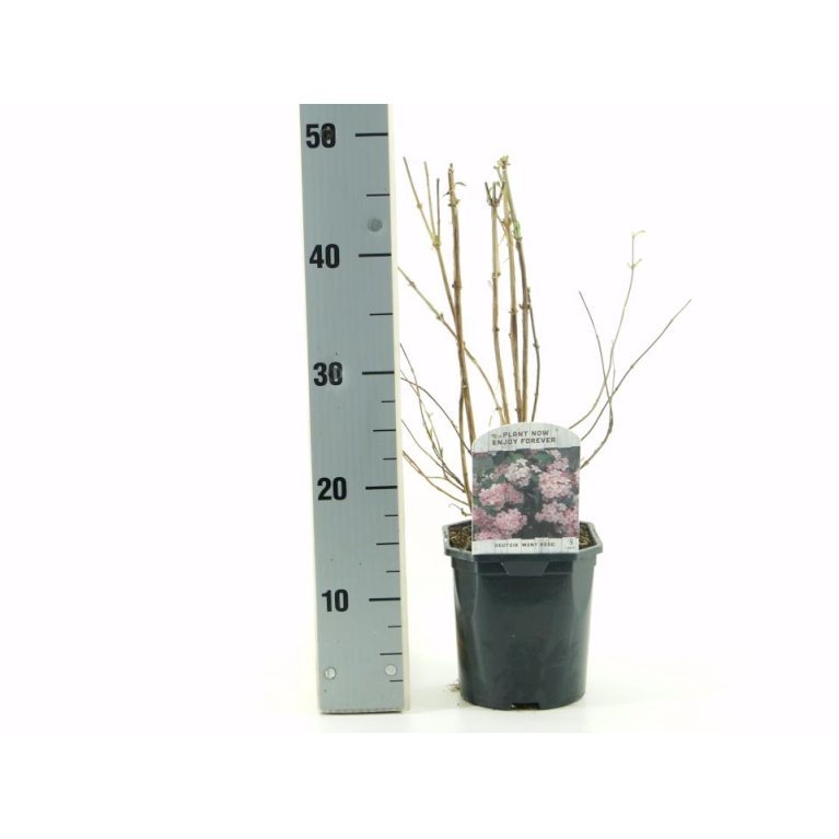 Stjernetop 'Mont Rose'