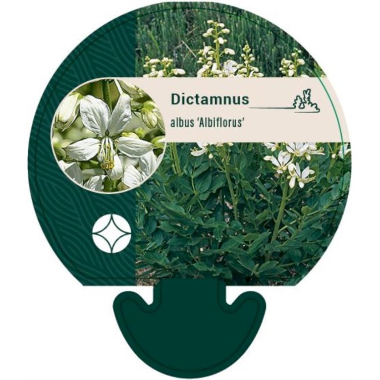 Gasplante 'Albiflorus'