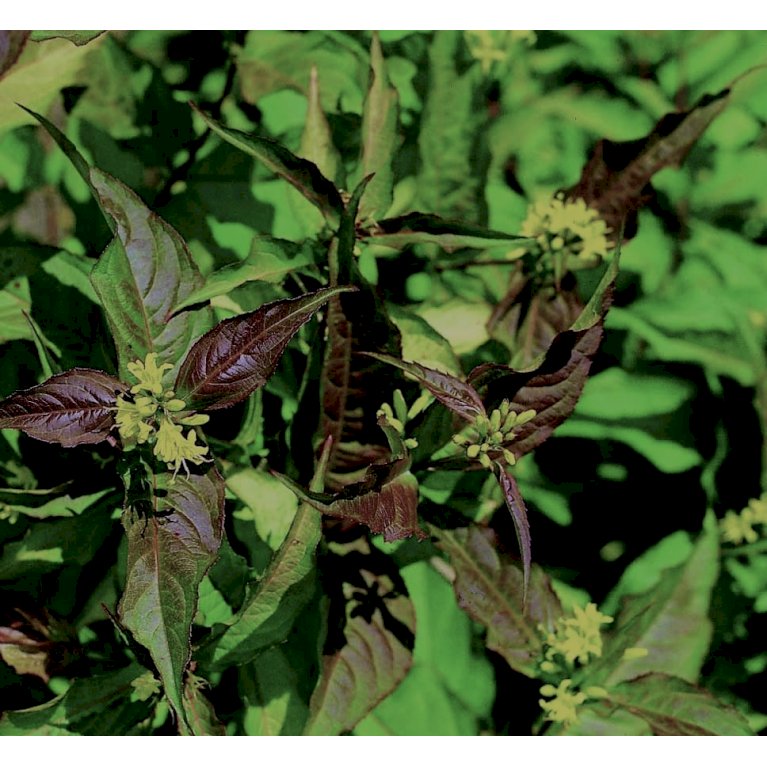 Diervilla sessilifolia