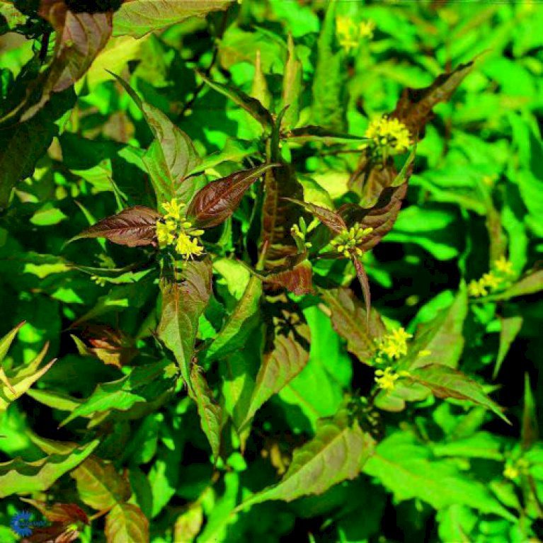 Diervilla sessilifolia