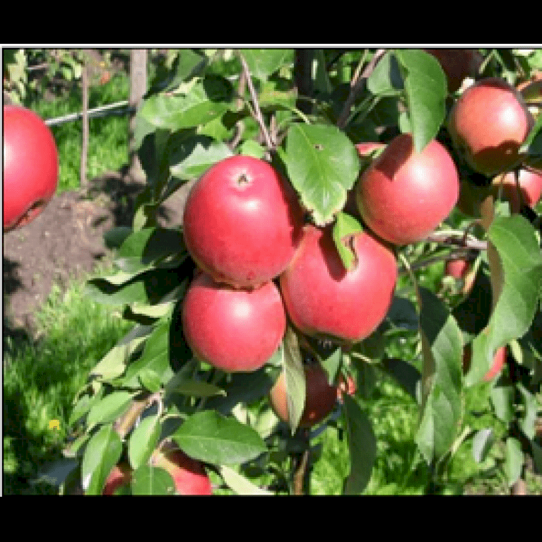 Æble 'Bellida'