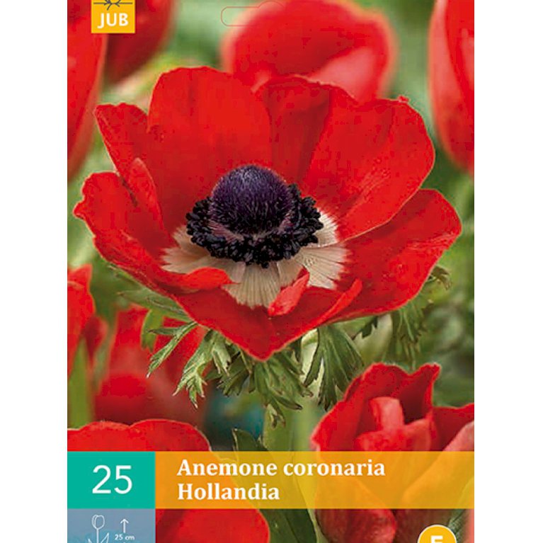 Anemone 'Hollandia' (nr. 118)