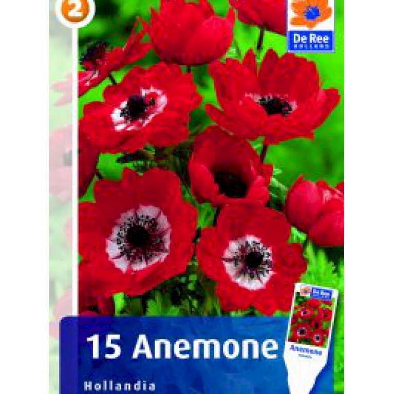 Anemone 'Hollandia' (nr. 118)
