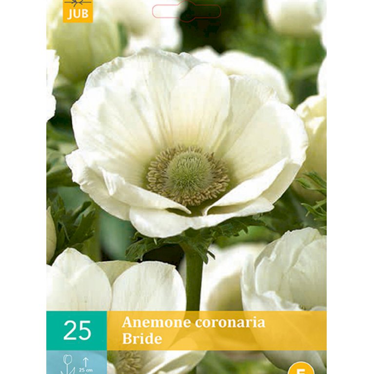 Anemone 'Bride'