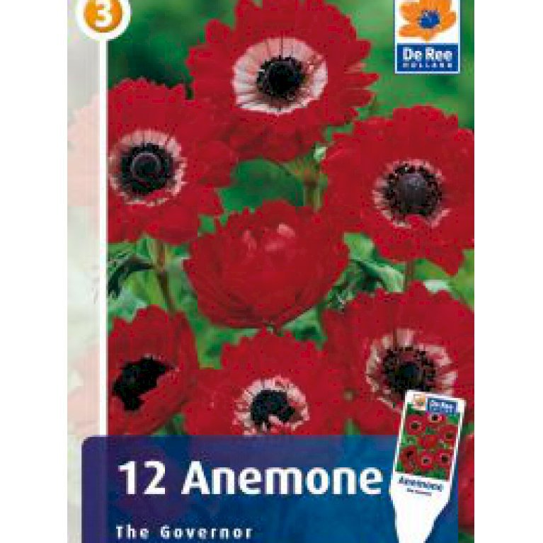 Anemone 'Govenor' (nr. 121)