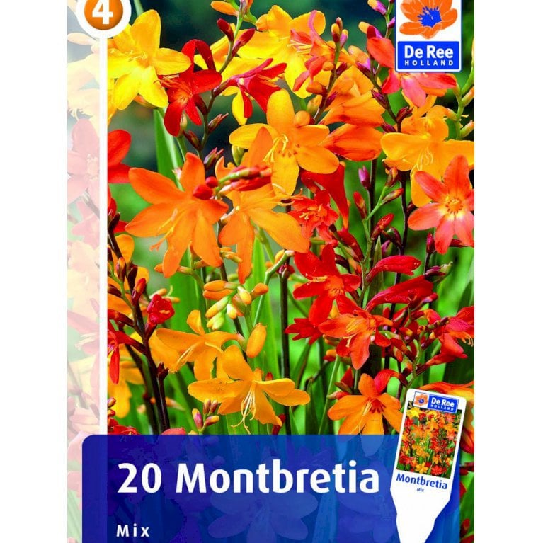 Crocosmia - mix  -169