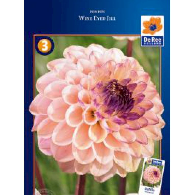 Dahlia 'Wine Eyed Jill' (nr. 56) Blomsterløg Plantetorvet.dk