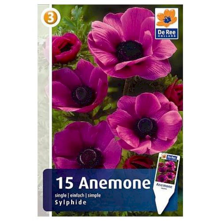 Anemone 'Sylphide' -97 - Blomsterløg (Ikke i brug) - Plantetorvet.dk