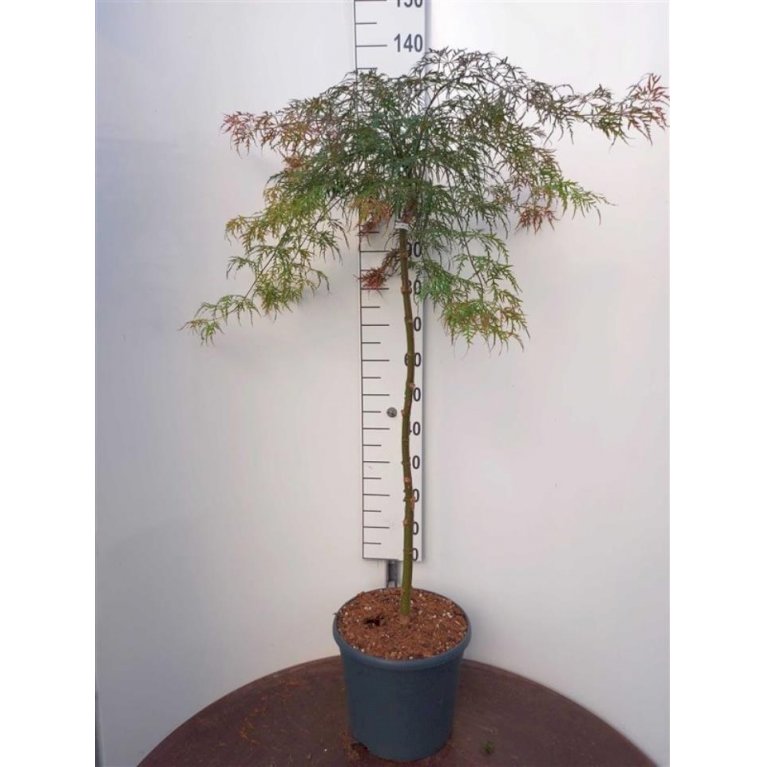 Japansk ahorn 'Garnet'