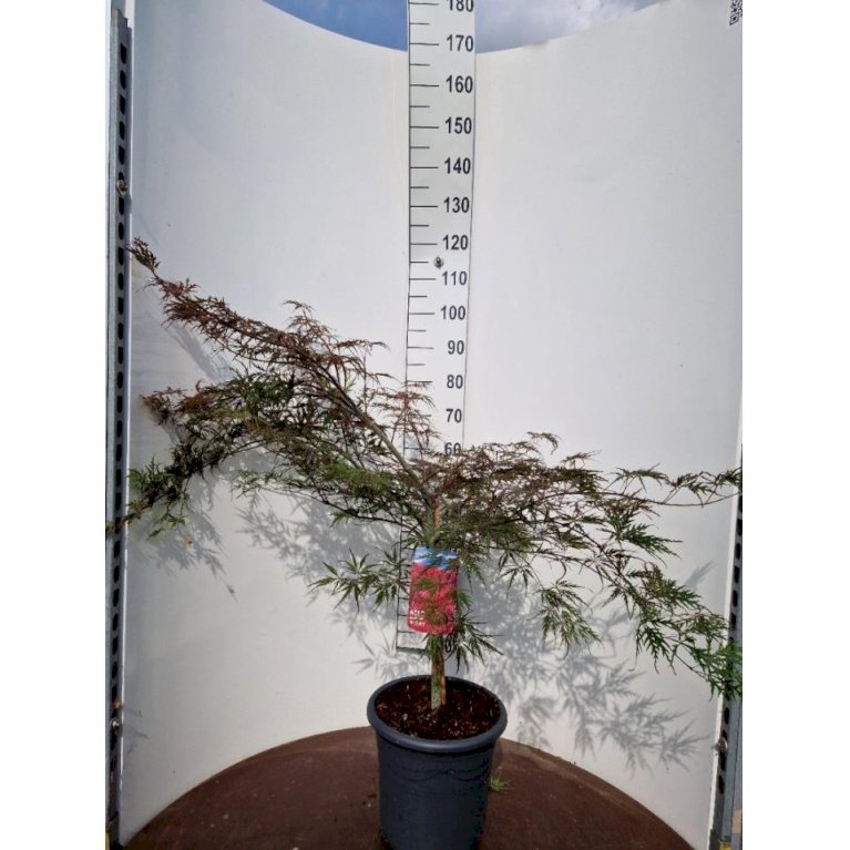 Japansk ahorn 'Garnet'