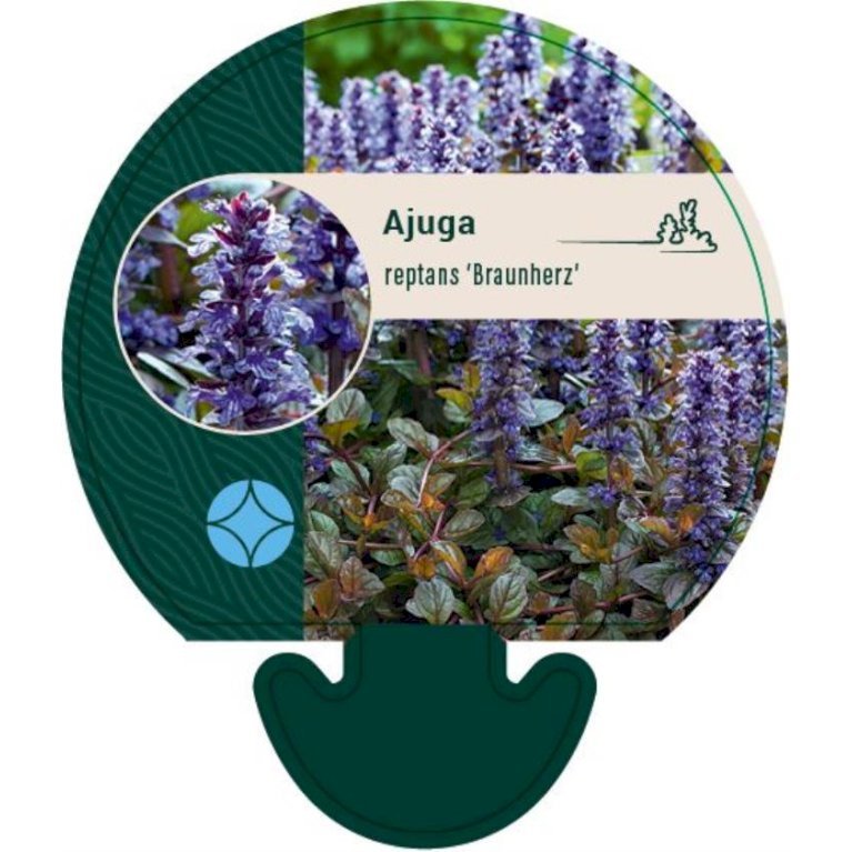 Krybende Læbeløs 'Braunherz'