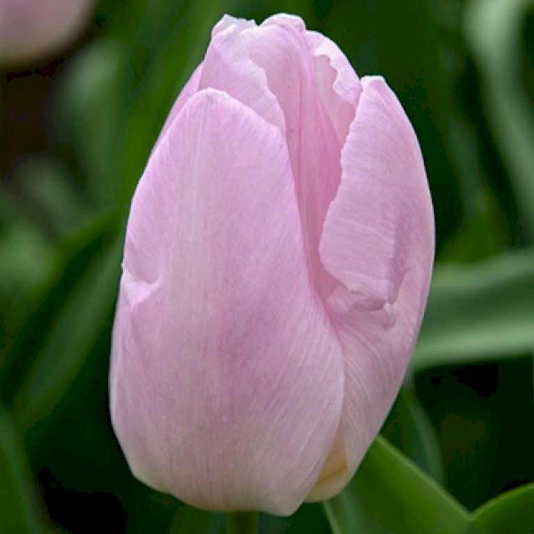 Tulipan 'Candy Prince' Storkøb