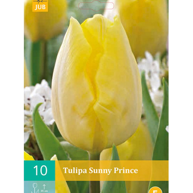 Tulipan, enkel, tidlig 'Sunny Prince' (nr. E39)