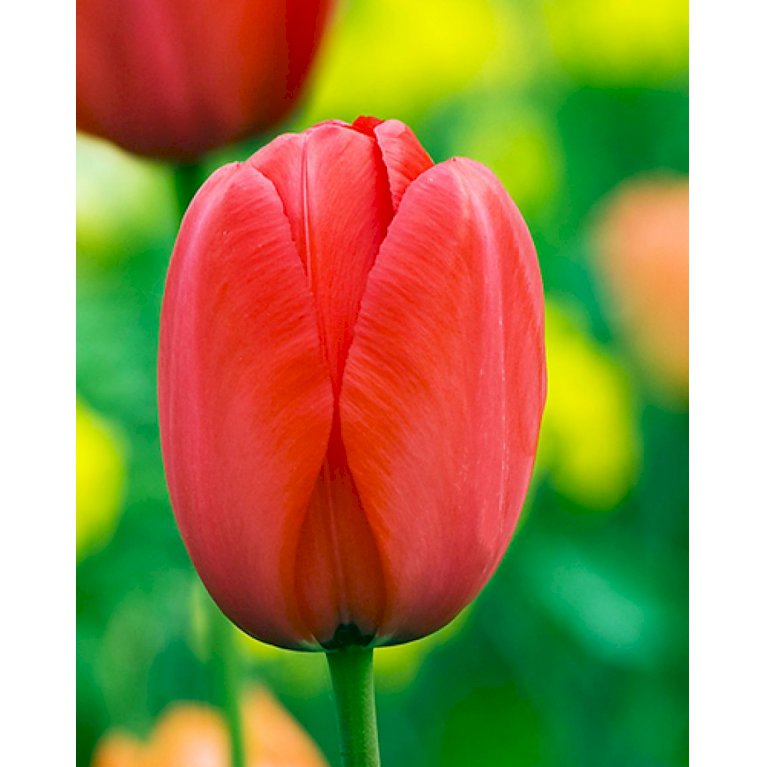 Tulipan, 'Apeldoorn'  100 stk. (nr. E12)
