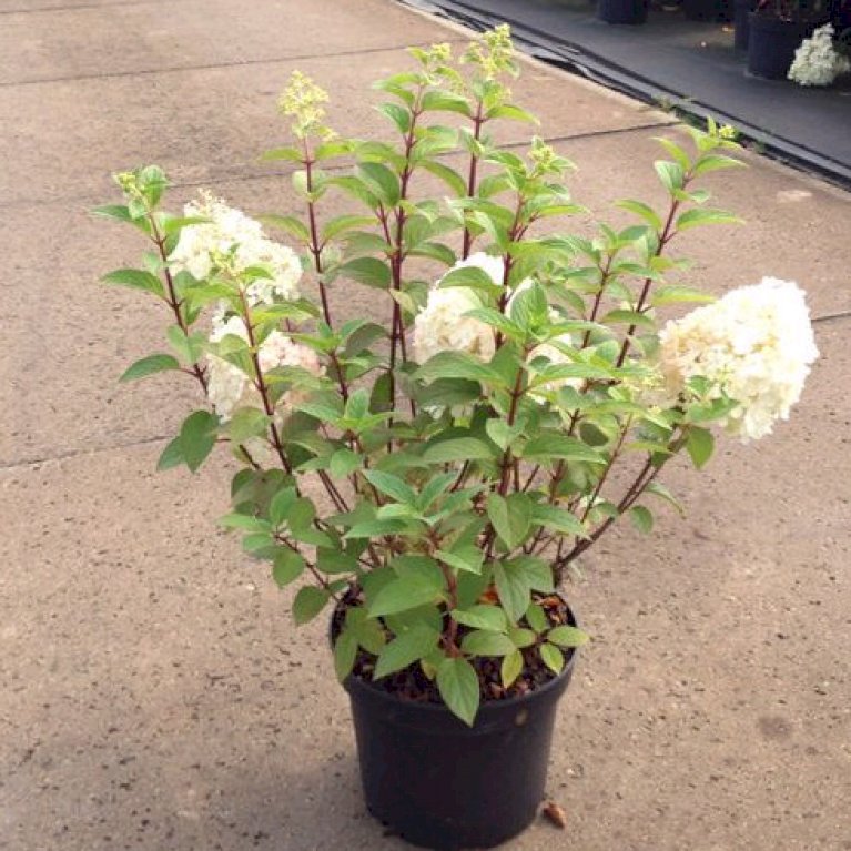 Syrén-Hortensia  'Vanille Fraise'