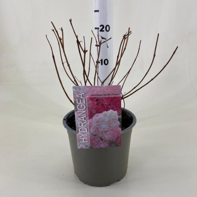 Syrén-Hortensia  'Vanille Fraise'