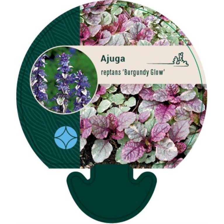 Krybende Læbeløs 'Burgundy Glow'