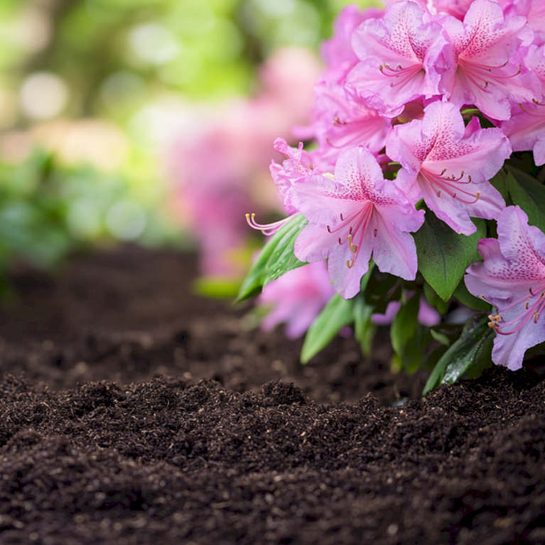 Surbundsjord fra Champost