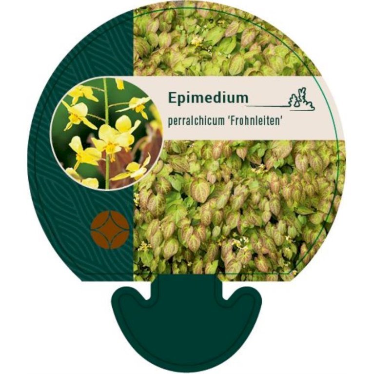 Bispehue 'Frohnleiten'