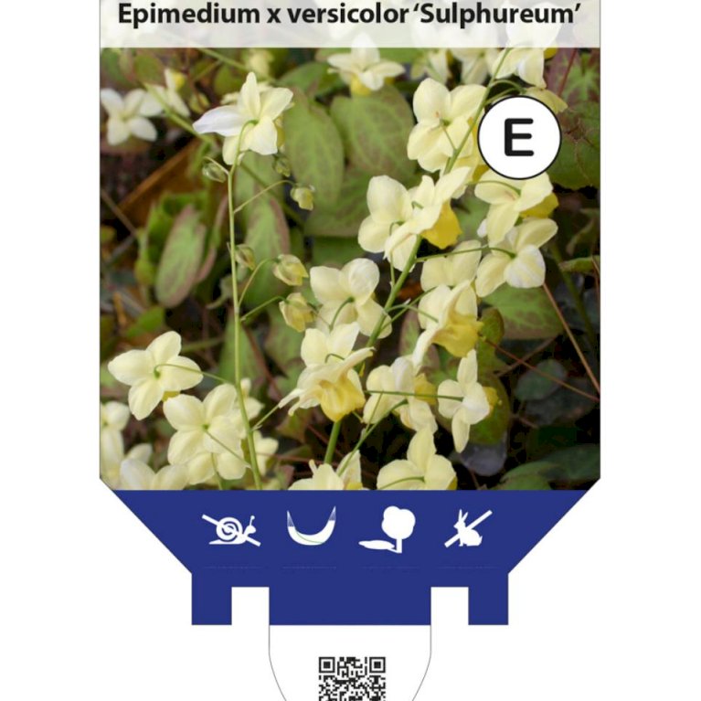 Bispehue 'Sulphureum'