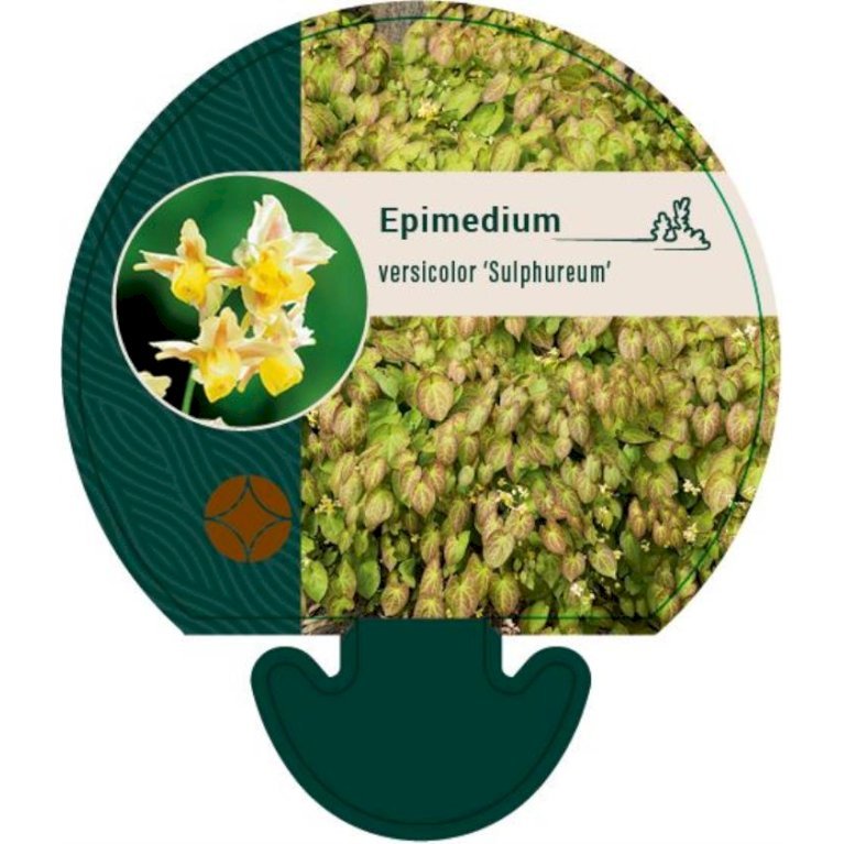 Bispehue 'Sulphureum'
