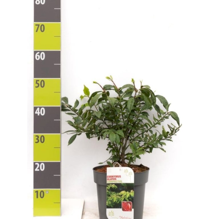 Vinget Benved 'Compactus'