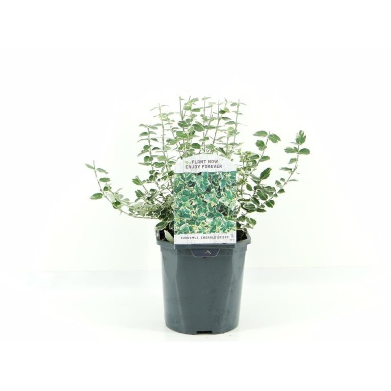 Benved 'Emerald Gaiety'