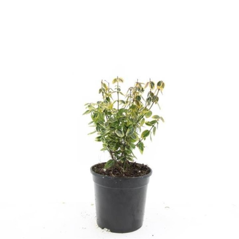 Benved 'Emerald Gold'