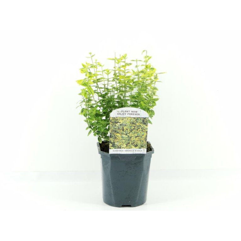 Benved 'Emerald Gold'