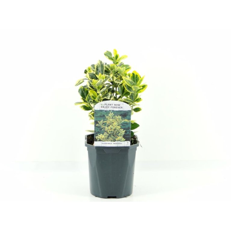 Benved' Marieke'