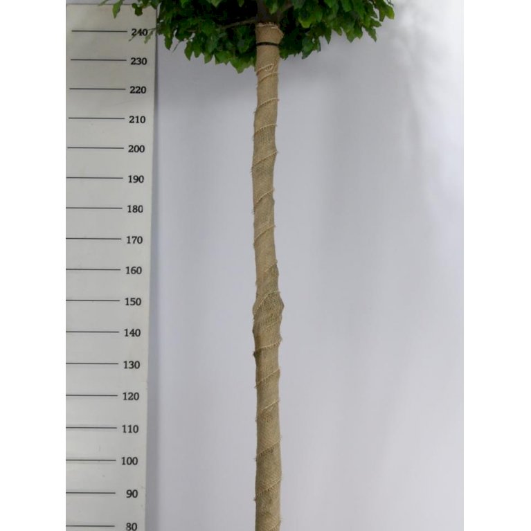 Almindelig Bøg - Fagus sylvatica - Træer - Plantetorvet.dk