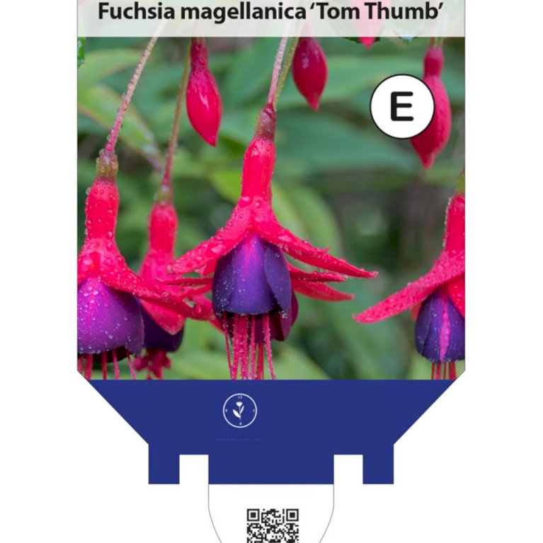 Fuchsia 'Tom Thumb'