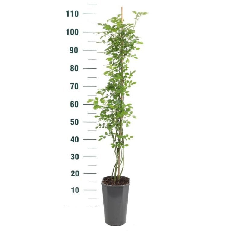 'Ghislaine de Féligonde'