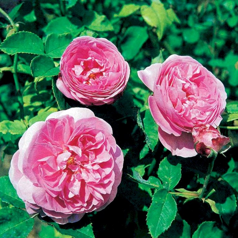 'Louise Odier'