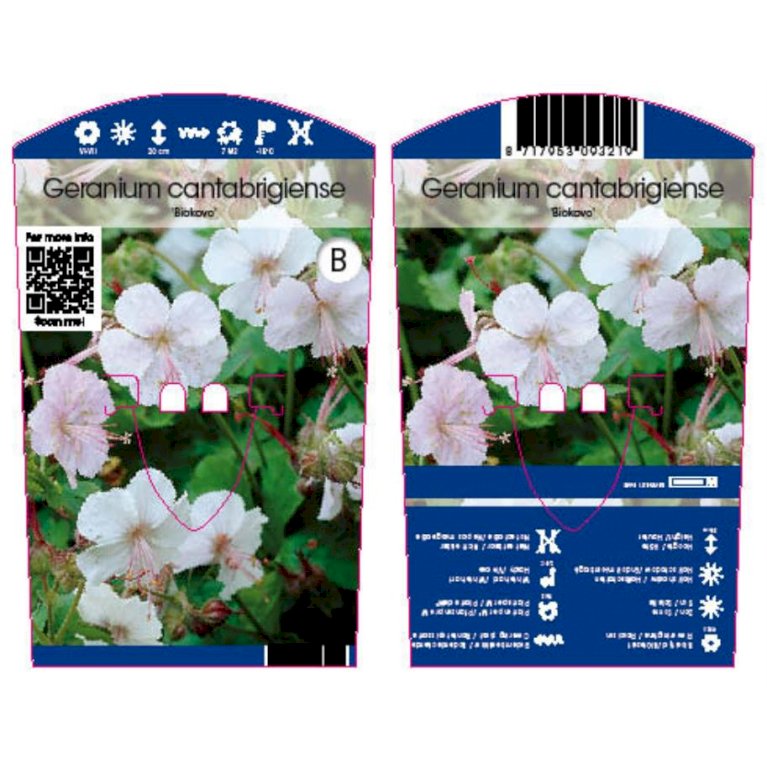 Engelsk Storkenæb 'Biokovo' - Geranium cantabrigiense 'Biokovo' (0,8 liter potte)