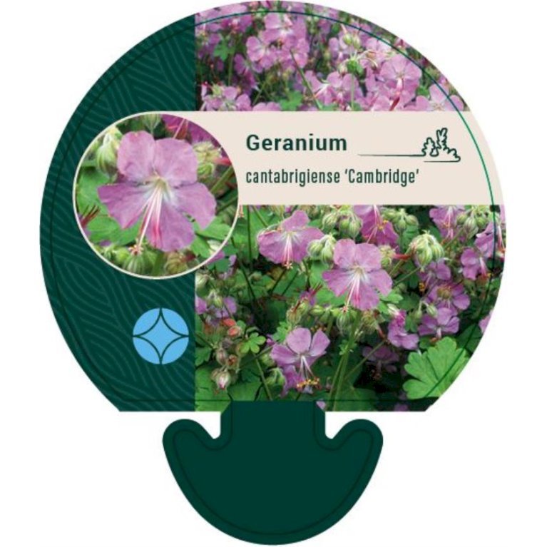 Engelsk Storkenæb 'Cambridge'