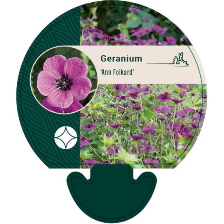 Storkenæb 'Ann Folkard'