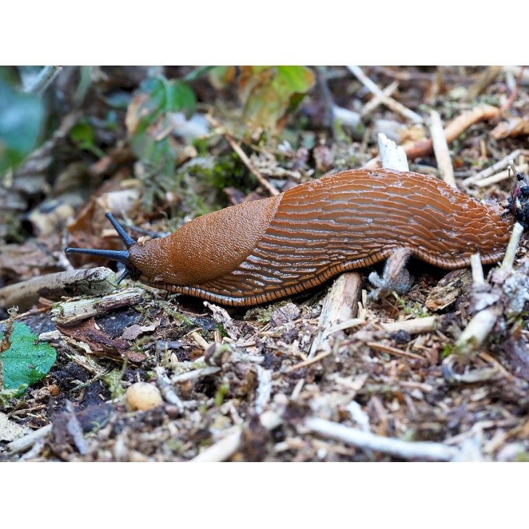 Nematoder mod Snegle