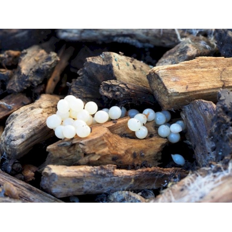 Nematoder mod Snegle