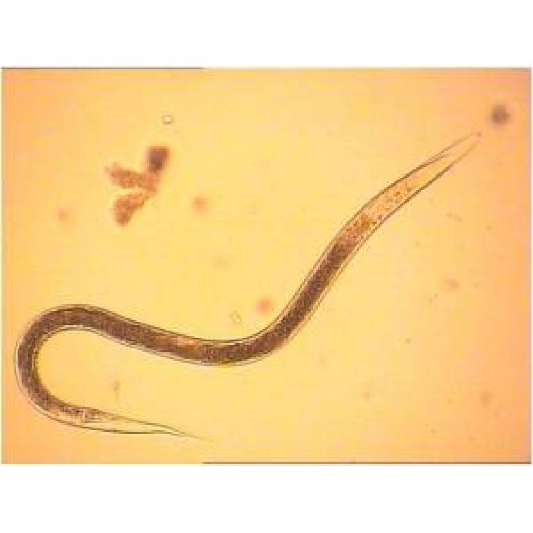 Nematoder mod Snegle