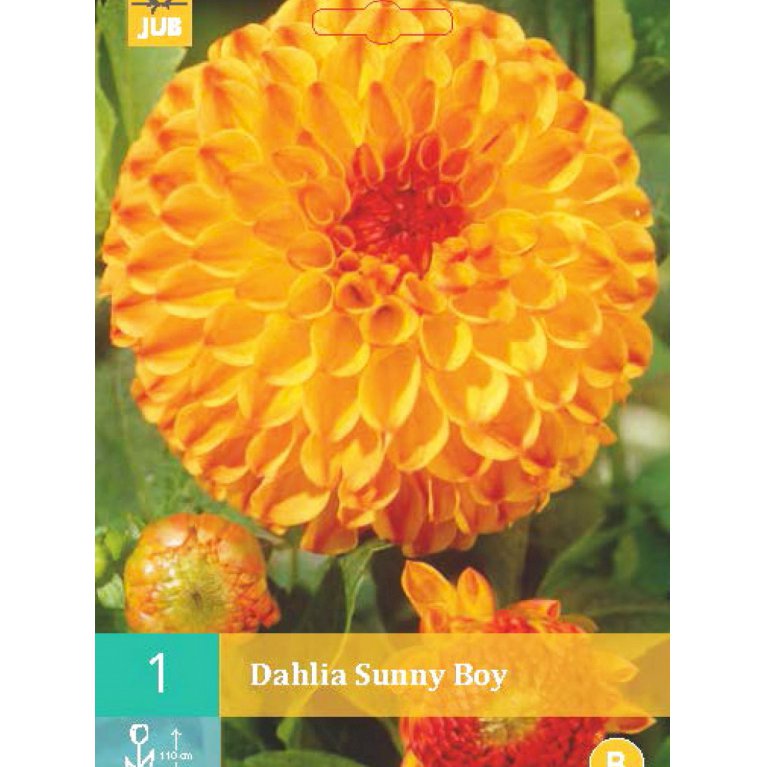 Dahlia 'Sunny Boy'