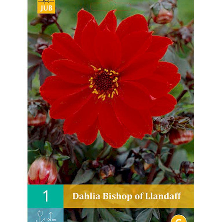 Dahlia classic collection 'Bishop Of Llandaff'