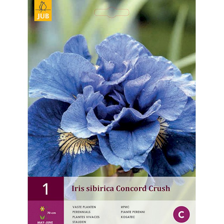 Sibirisk iris 'Concord Crush' (nr. 185)
