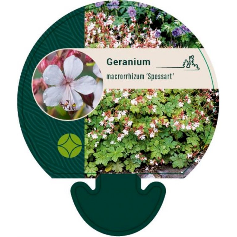Storkenæb 'Spessart' - Geranium macrorrhizum 'Spessart' (Små potter)