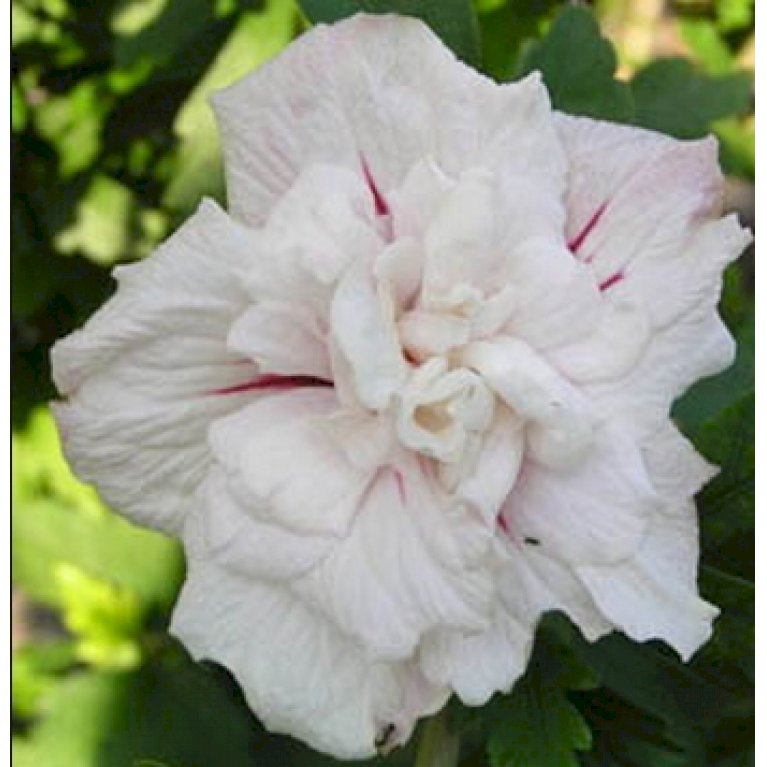 Syrisk Rose 'China Chiffon'