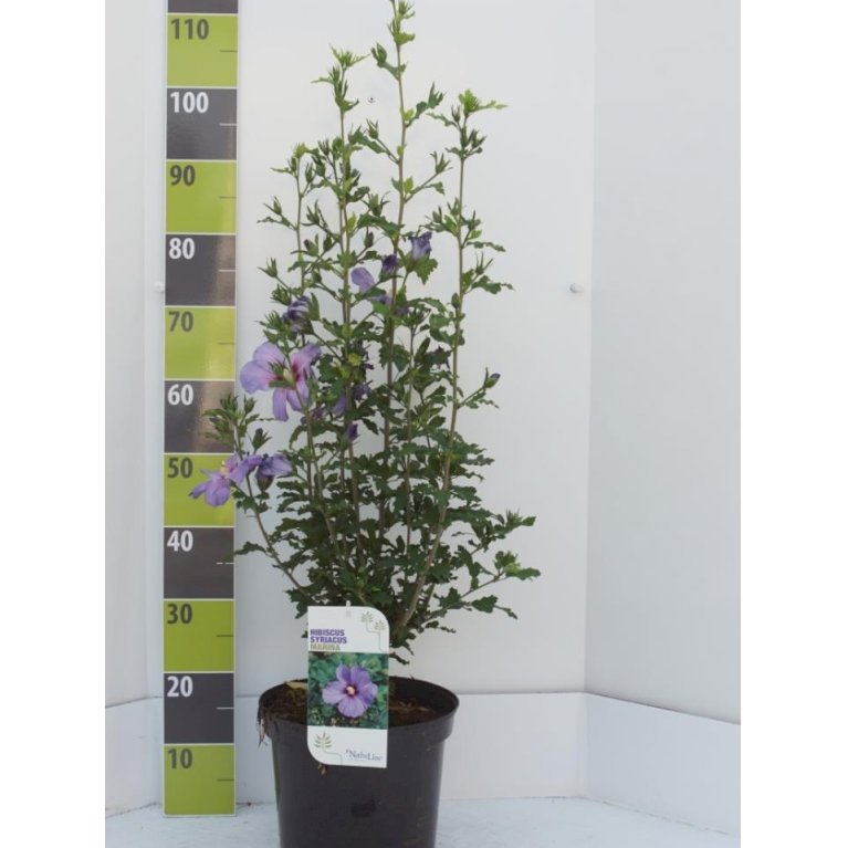 Syrisk Rose 'Marina'